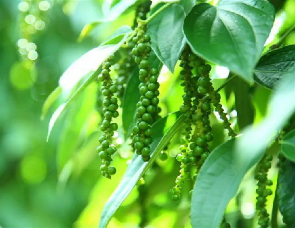 Chùm tiêu xanh tươi trên cây hồ tiêu