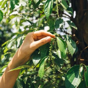 Vườn cây hồ tiêu xanh tại Việt Nam