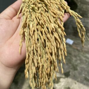 bông lúa Việt Nam